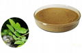 Cyclocarya Paliurus Extract 1