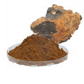 Chaga mushroom extract Polysaccharide