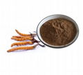 Cordyceps polysaccharide 1