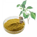 Eucommia leaf extract powder Chlorogenic