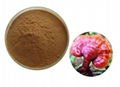 Ganoderma extract