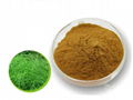 Equisetum arvense extract