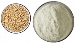 小麥低聚肽