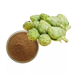 Diuretic Cynarin 5% Synanthrin powder Jerusalem artichoke extract powder