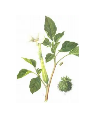 Flos Daturae Extract