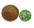 Eyebright Extract