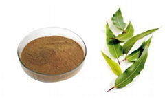 Eucalyptus Extract