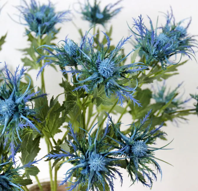 Eryngium Extract