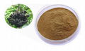 Elderberry Extract 1