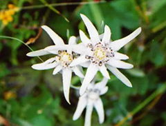 Edelweiss Extract