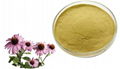 Echinacea Extract Chicory acid 1%-4% Polyphenols 4%  1
