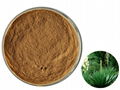 Yucca Extract 1