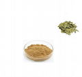 Sanna Leaf Extract Cassia angustifolia, Cassia senna 20%