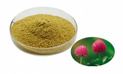 red clover extract