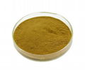 celandine	extract 1