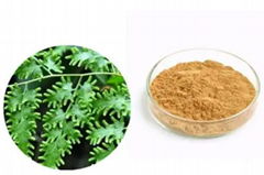 Lygodium Japonicum Extract