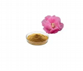 hibiscus mutabilis extract