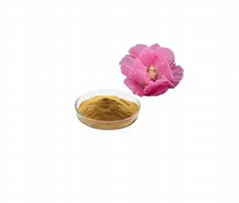 hibiscus mutabilis extract	