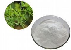 Artemisia annua Extract	