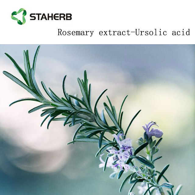 Rosemary extract carnosic acid 20% 4