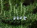 Rosemary extract carnosic acid 20% 10