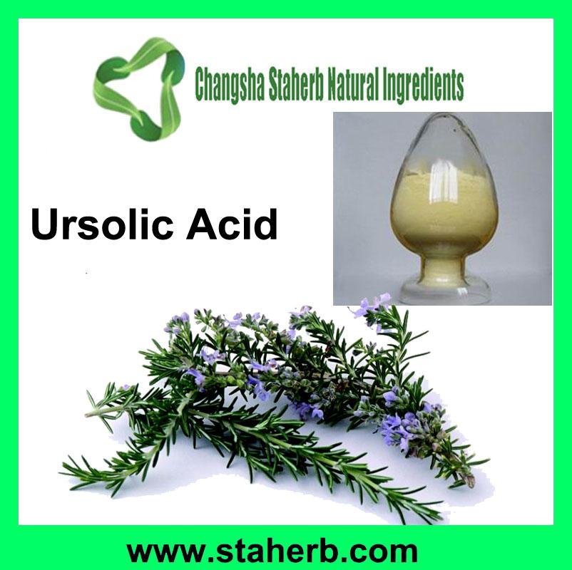 Ursolic acid 25% Rosemary Extract 98% Ursolic acid  5