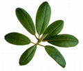 Loquat leaf extract Corosolic acid1-10% Eribotrya japonica (Thunb) Lindl) 4