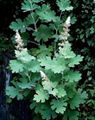 Macleaya cordata extract 6