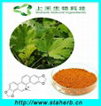 博落回提取物Macleaya cordata extract