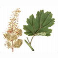 Macleaya cordate extract chelerythrine 98% 4