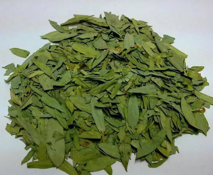 Feeding additives eucommia ulmoides leaves chlorogenic acid 2