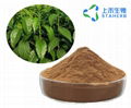 Feeding additives eucommia ulmoides leaves chlorogenic acid