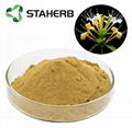 HoneySuchle Flowers Extract chlorogenic