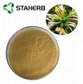 HoneySuchle Flowers Extract chlorogenic acid