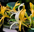 HoneySuchle Flowers Extract chlorogenic acid