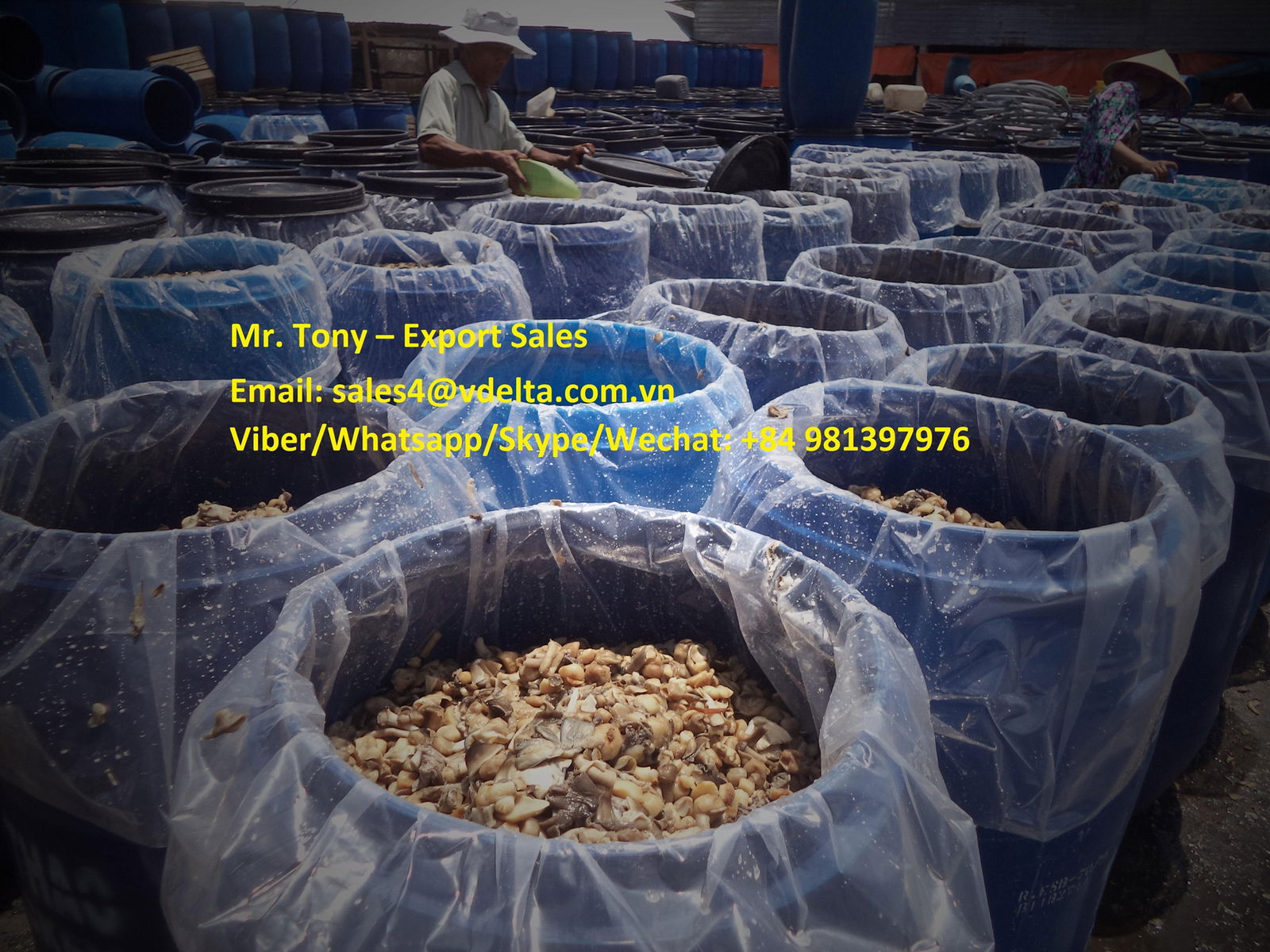 Straw mushroom in brine 3