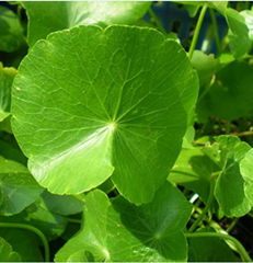 Dried Pennywort