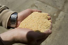 soybean meal