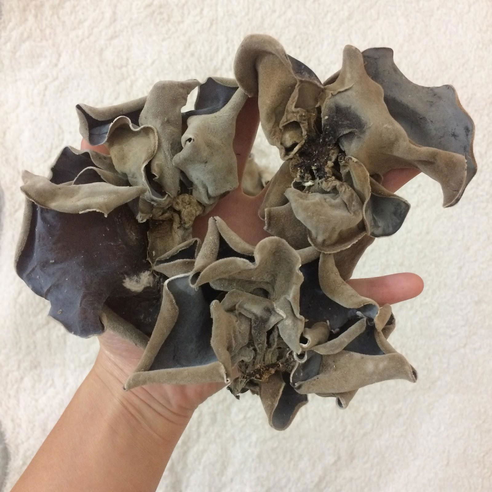 Wood ear mushroom 3