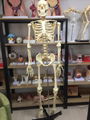 Human Anatomical Model Medical Science 170CM Skeleton 1