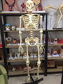 Human Anatomical Model Medical Science 170CM Skeleton