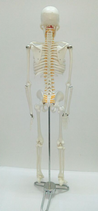 Human Cheap Plastic Skeletons Model Of The 180 Cm Human Skeleton