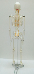 Human cheap plastic skeletons, model of the 180 cm human skeleton