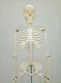 Medical life size real human skeleton