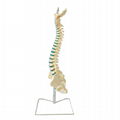 Human Plastic Spine Model