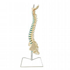 Human Plastic Spine Model 