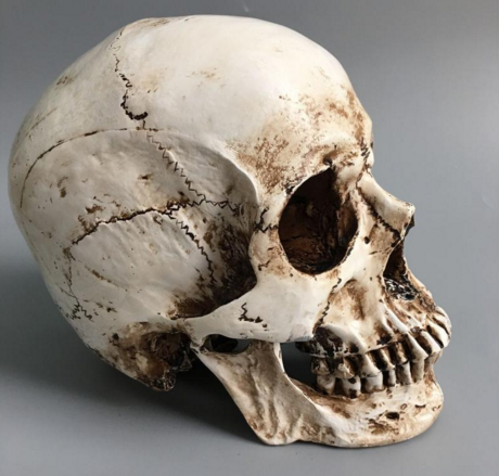 Life Size Human Head Skull Model  5