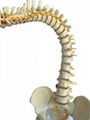 3d PVC Anatomical Human Spine Model for Education 