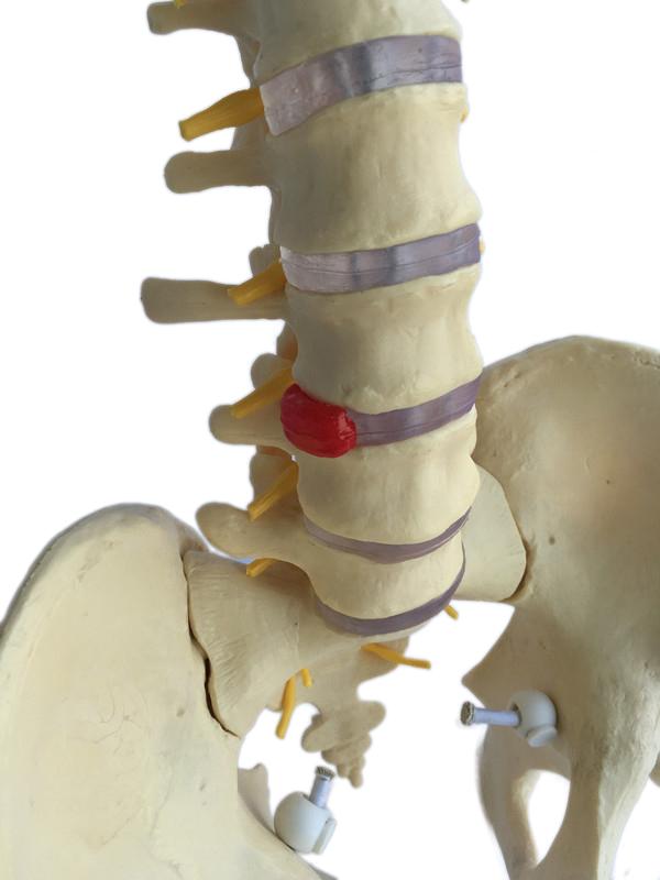 3d PVC Anatomical Human Spine Model for Education  5