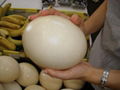 ostrich egg 1